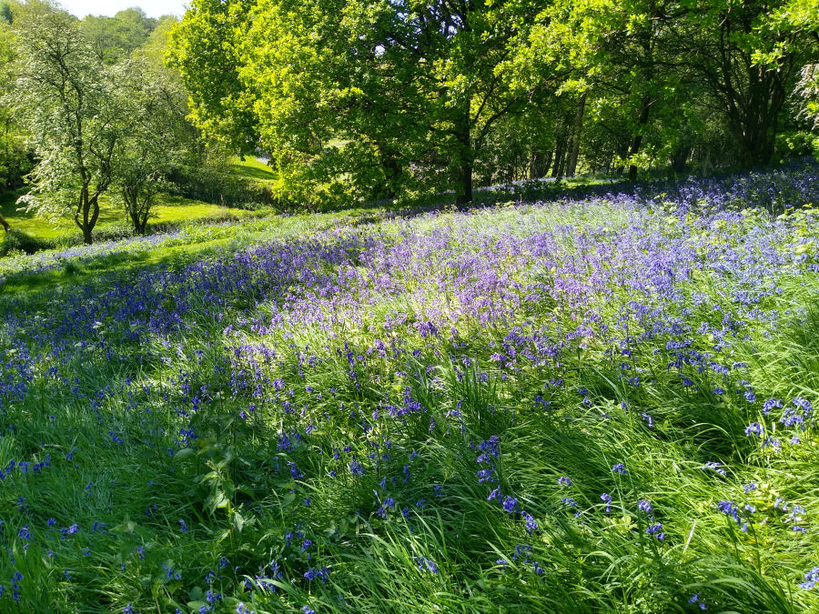 bluebells